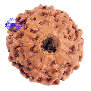 9 Mukhi Rudraksha from Indonesia - Bead No. 178