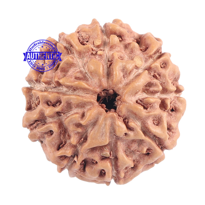 9 Mukhi Rudraksha from Indonesia - Bead No. 179