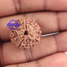 Load image into Gallery viewer, 9 Mukhi Rudraksha from Indonesia - Bead No. 179
