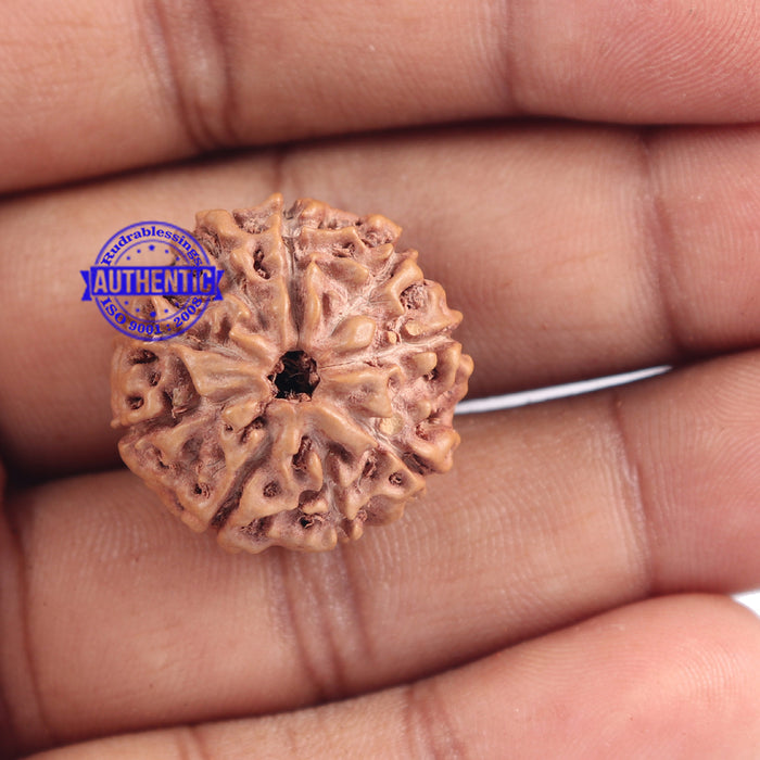 9 Mukhi Rudraksha from Indonesia - Bead No. 179