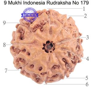 9 Mukhi Rudraksha from Indonesia - Bead No. 179