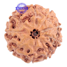 Load image into Gallery viewer, 9 Mukhi Rudraksha from Indonesia - Bead No. 179
