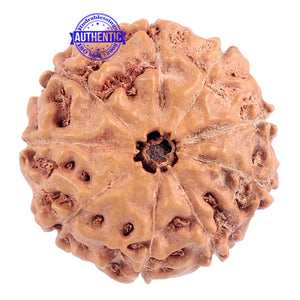 9 Mukhi Rudraksha from Indonesia - Bead No. 179