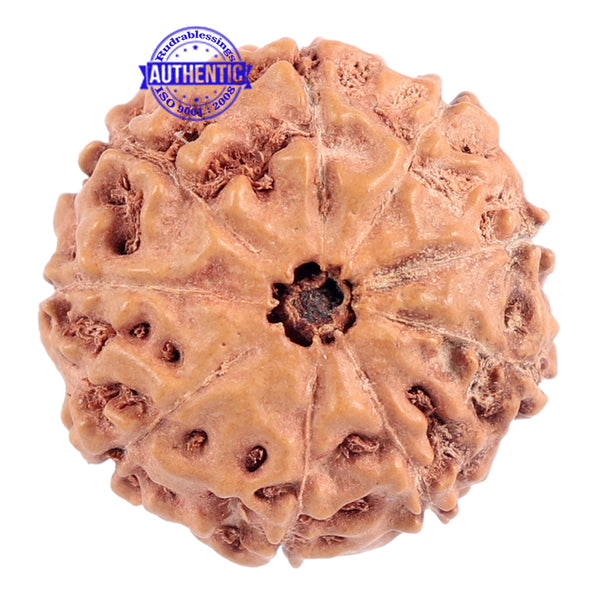 9 Mukhi Rudraksha from Indonesia - Bead No. 179
