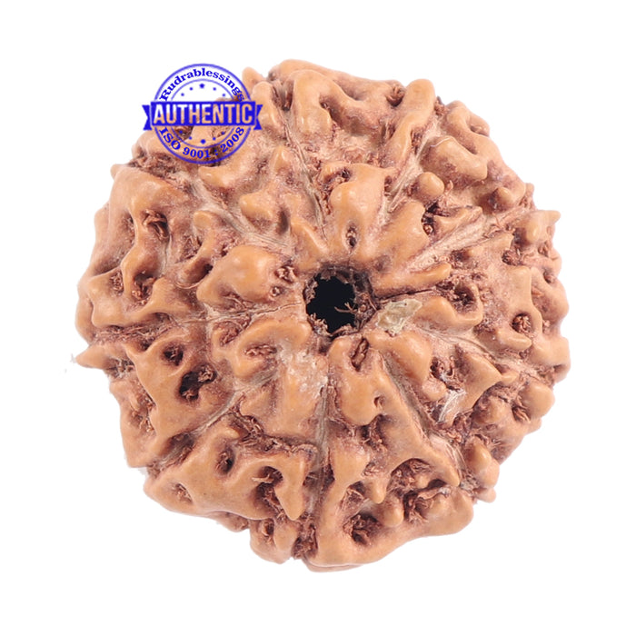 9 Mukhi Rudraksha from Indonesia - Bead No. 180