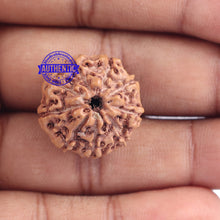 Load image into Gallery viewer, 9 Mukhi Rudraksha from Indonesia - Bead No. 180
