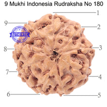 Load image into Gallery viewer, 9 Mukhi Rudraksha from Indonesia - Bead No. 180
