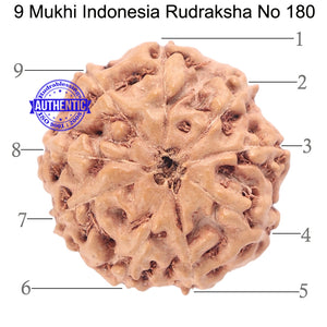 9 Mukhi Rudraksha from Indonesia - Bead No. 180