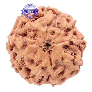 9 Mukhi Rudraksha from Indonesia - Bead No. 180