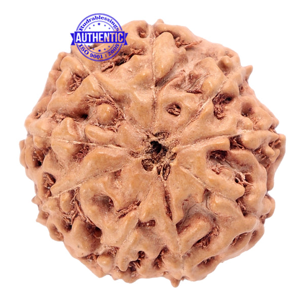 9 Mukhi Rudraksha from Indonesia - Bead No. 180