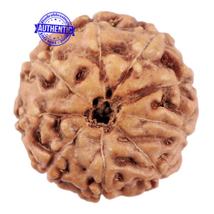 9 Mukhi Rudraksha from Indonesia - Bead No. 208