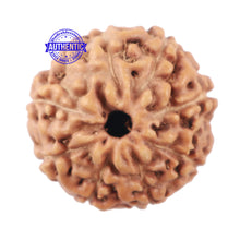 Load image into Gallery viewer, 9 Mukhi Rudraksha from Indonesia - Bead No. 208
