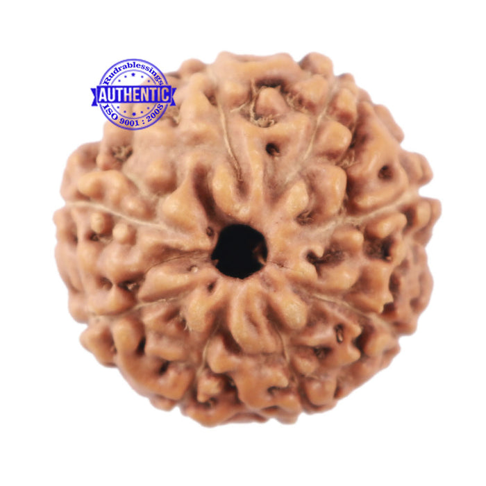 9 Mukhi Rudraksha from Indonesia - Bead No. 208