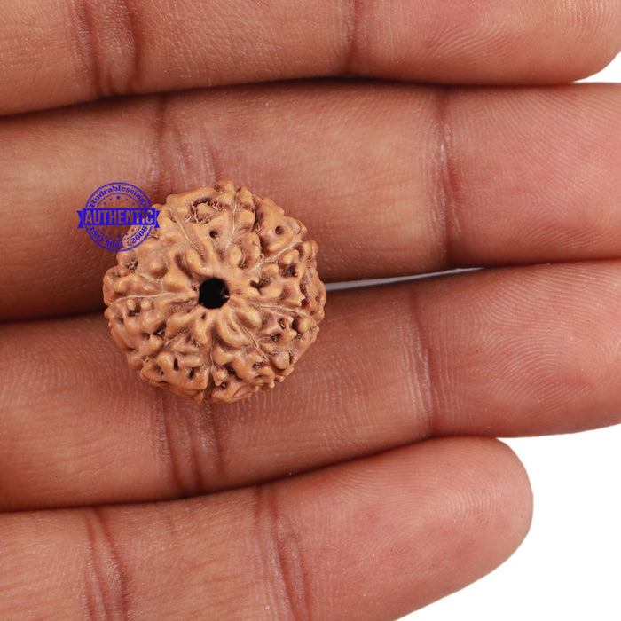 9 Mukhi Rudraksha from Indonesia - Bead No. 208