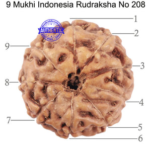 9 Mukhi Rudraksha from Indonesia - Bead No. 208