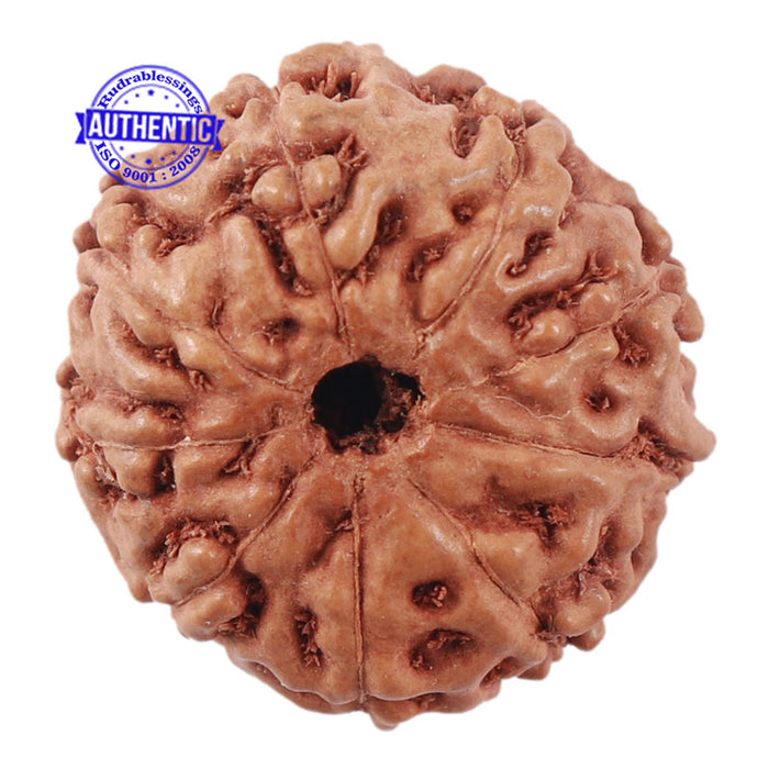 9 Mukhi Rudraksha from Indonesia - Bead No. 210