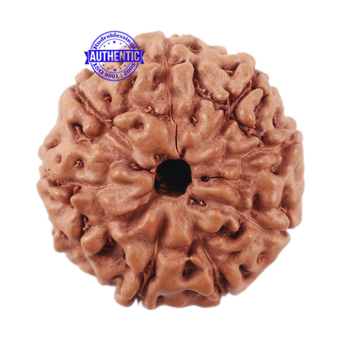 9 Mukhi Rudraksha from Indonesia - Bead No. 210