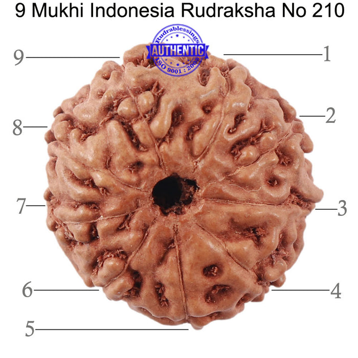 9 Mukhi Rudraksha from Indonesia - Bead No. 210