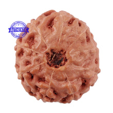 Load image into Gallery viewer, 9 Mukhi Rudraksha from Indonesia - Bead No. 214
