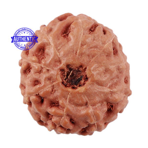9 Mukhi Rudraksha from Indonesia - Bead No. 214