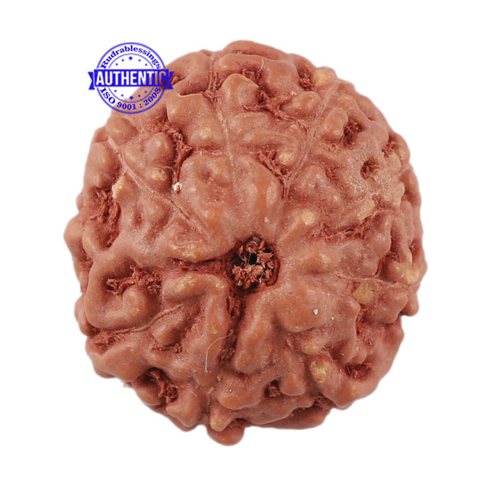 9 Mukhi Rudraksha from Indonesia - Bead No. 214