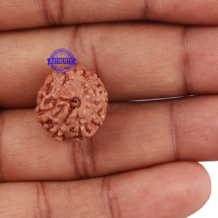 9 Mukhi Rudraksha from Indonesia - Bead No. 214
