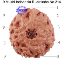 Load image into Gallery viewer, 9 Mukhi Rudraksha from Indonesia - Bead No. 214
