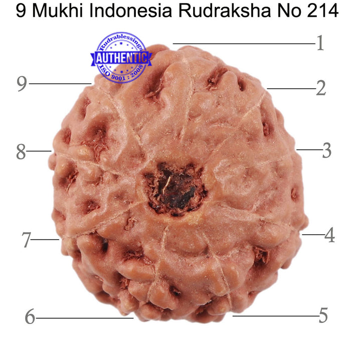 9 Mukhi Rudraksha from Indonesia - Bead No. 214