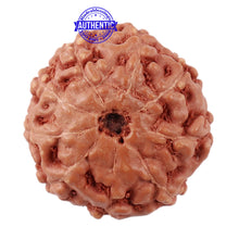 Load image into Gallery viewer, 9 Mukhi Rudraksha from Indonesia - Bead No. 216
