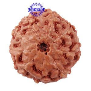 9 Mukhi Rudraksha from Indonesia - Bead No. 216