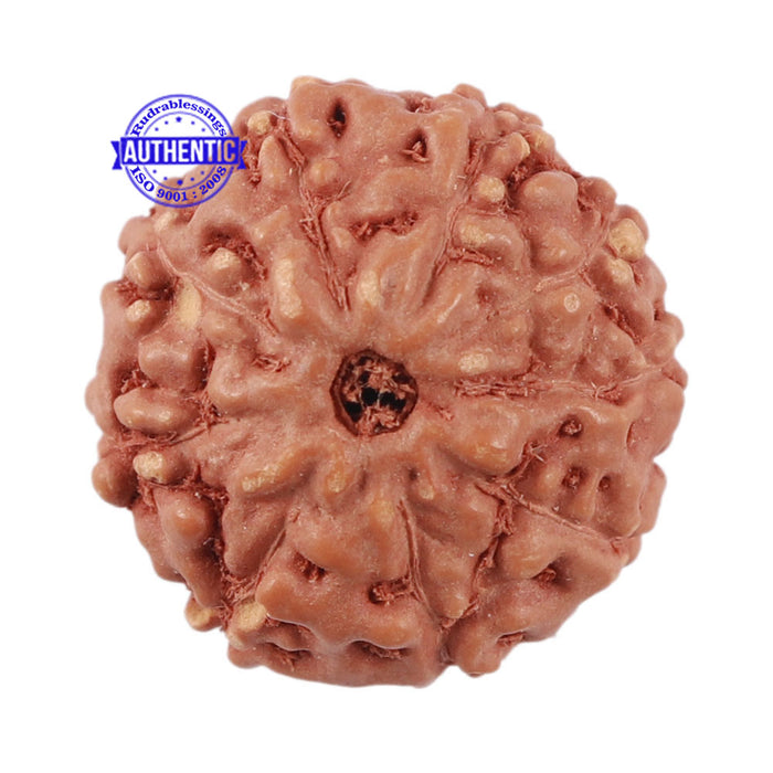 9 Mukhi Rudraksha from Indonesia - Bead No. 216