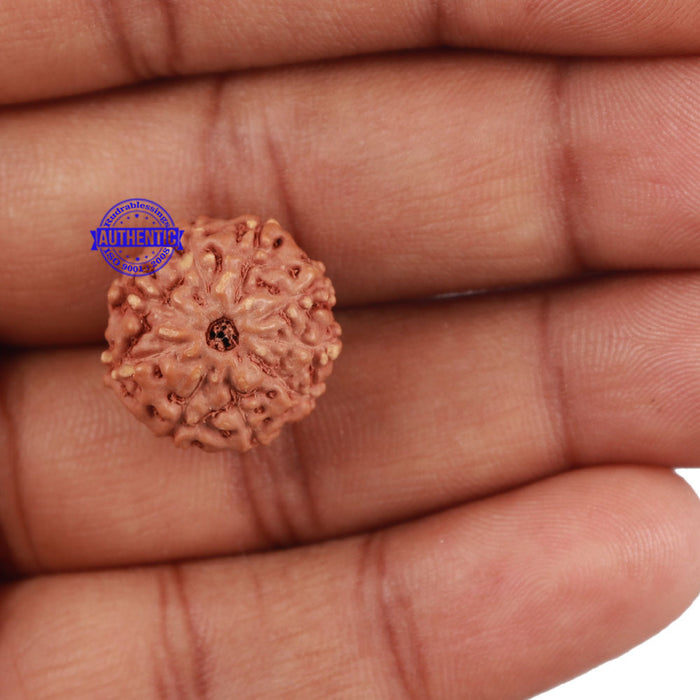 9 Mukhi Rudraksha from Indonesia - Bead No. 216