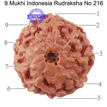 Load image into Gallery viewer, 9 Mukhi Rudraksha from Indonesia - Bead No. 216
