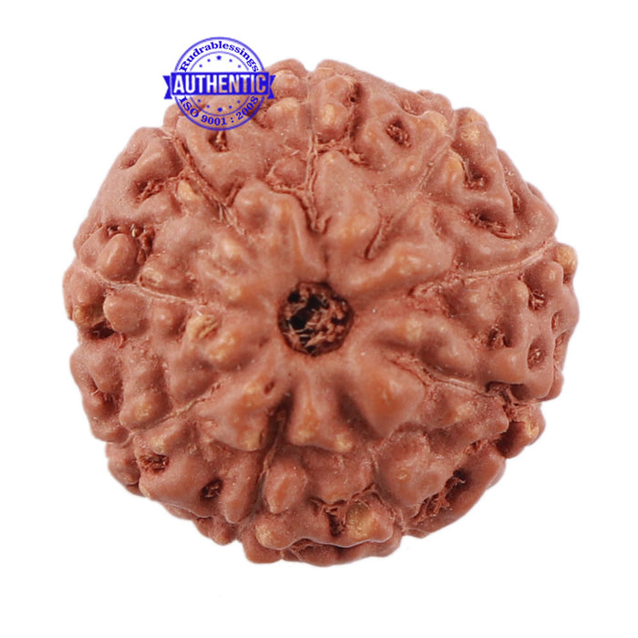 9 Mukhi Rudraksha from Indonesia - Bead No. 218