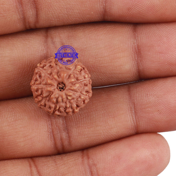 9 Mukhi Rudraksha from Indonesia - Bead No. 218