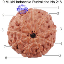 Load image into Gallery viewer, 9 Mukhi Rudraksha from Indonesia - Bead No. 218
