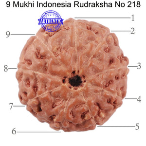 9 Mukhi Rudraksha from Indonesia - Bead No. 218