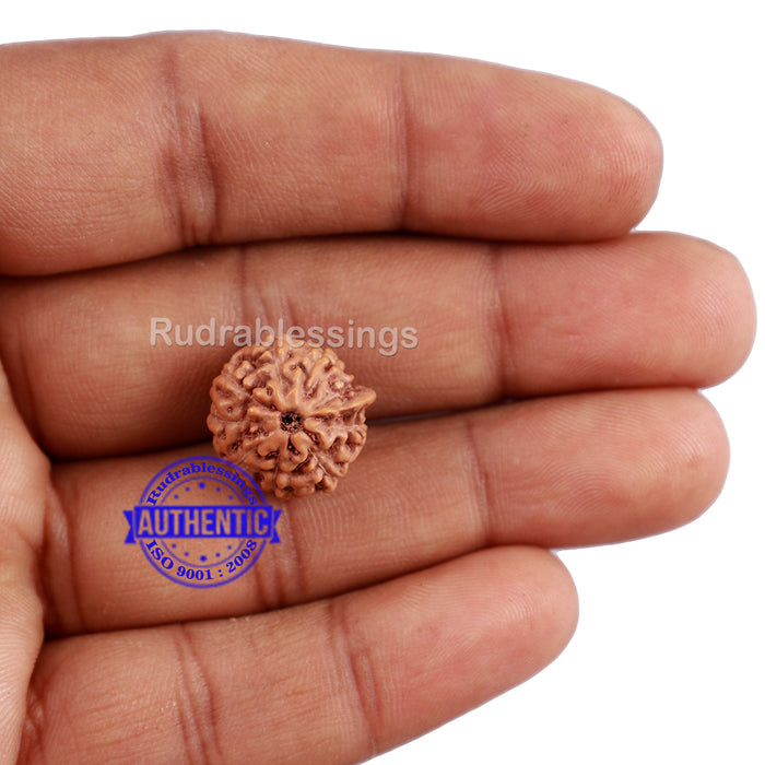 9 Mukhi Indonesian Ganesh Rudraksha - Bead No. 2