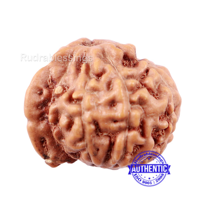 9 Mukhi Indonesian Ganesh Rudraksha - Bead No. 2
