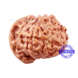 9 Mukhi Indonesian Ganesh Rudraksha - Bead No. 3