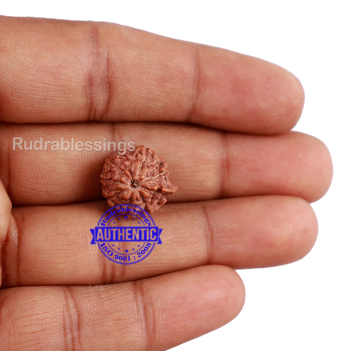 9 Mukhi Indonesian Ganesh Rudraksha - Bead No. 4