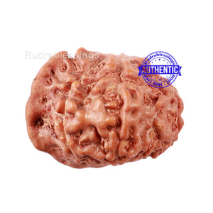 9 Mukhi Indonesian Ganesh Rudraksha - Bead No. 4