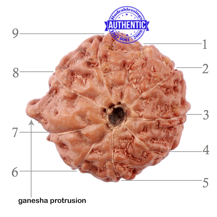 9 Mukhi Indonesian Ganesh Rudraksha - Bead No. 4