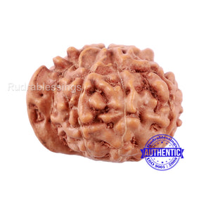 9 Mukhi Indonesian Ganesh Rudraksha - Bead No. 5