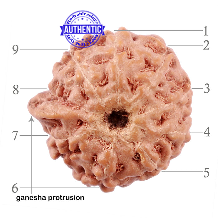 9 Mukhi Indonesian Ganesh Rudraksha - Bead No. 5