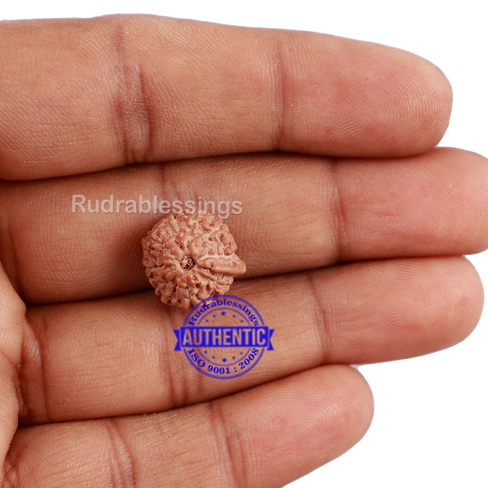 9 Mukhi Indonesian Ganesh Rudraksha - Bead No. 6