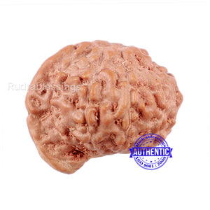 9 Mukhi Indonesian Ganesh Rudraksha - Bead No. 6
