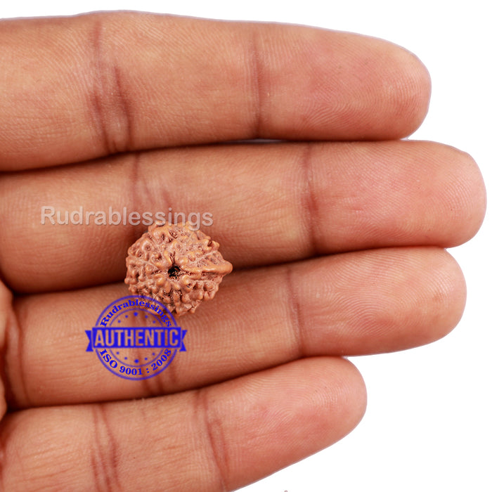 9 Mukhi Indonesian Ganesh Rudraksha - Bead No. 7