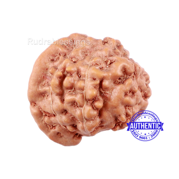 9 Mukhi Indonesian Ganesh Rudraksha - Bead No. 7