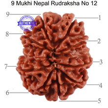Load image into Gallery viewer, 9 Mukhi Nepalese Rudraksha - Bead No. 12
